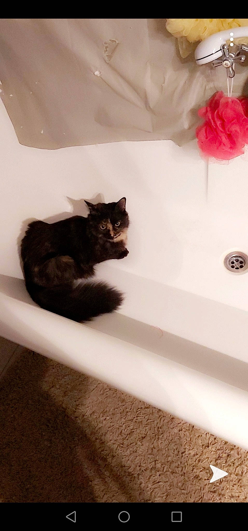 Channel participe au concours pour gagner de l'argent avec cette photo : bathtub, black_cat, carnivore, cat, felidae, kitten, room, small_to_medium_sized_cats, tail, whiskers