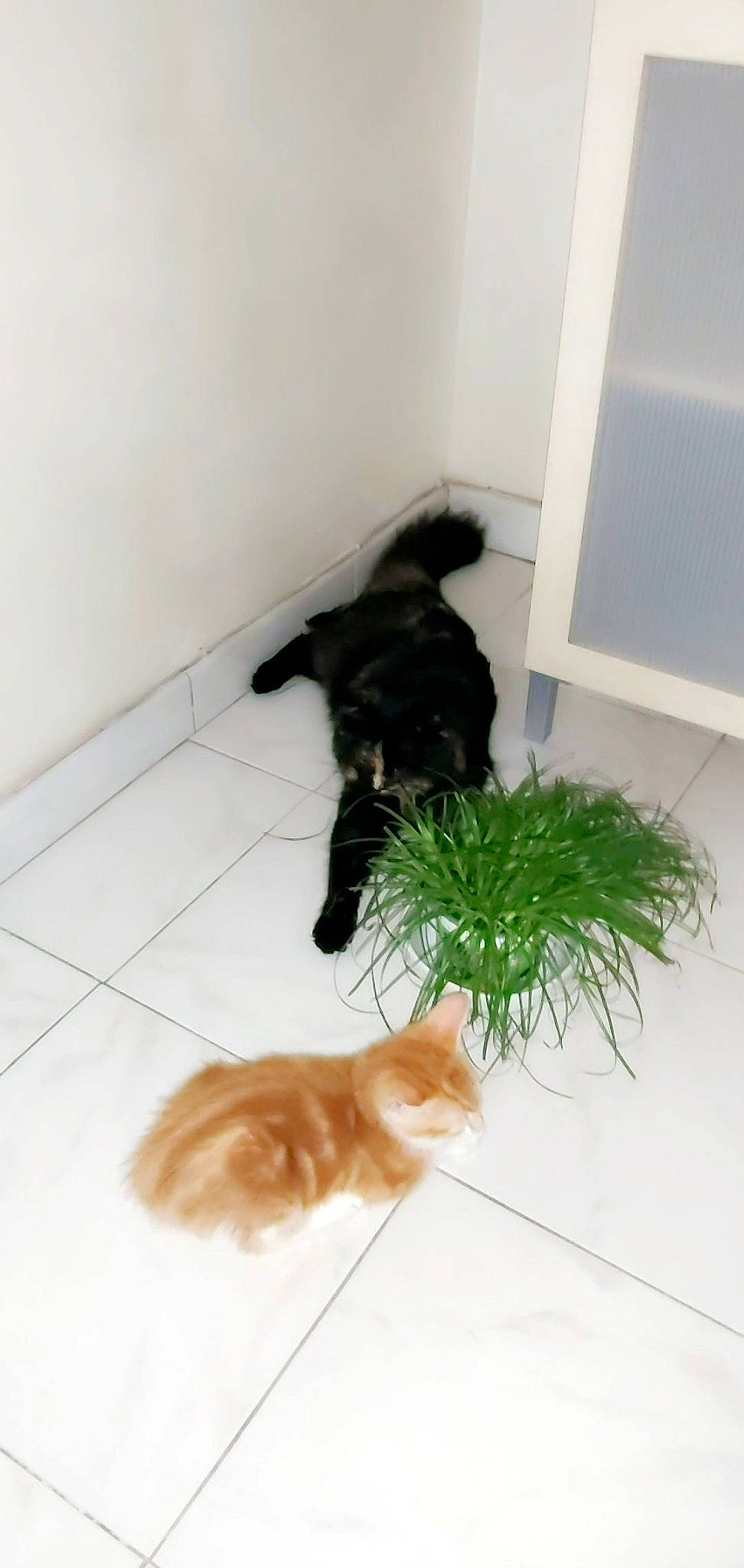 Channel a rejoint le concours — aidez-le/la à gagner de superbes lots ! black_cat, canidae, carnivore, cat, dog, dog_breed, felidae, fur, small_to_medium_sized_cats, tail, whiskers