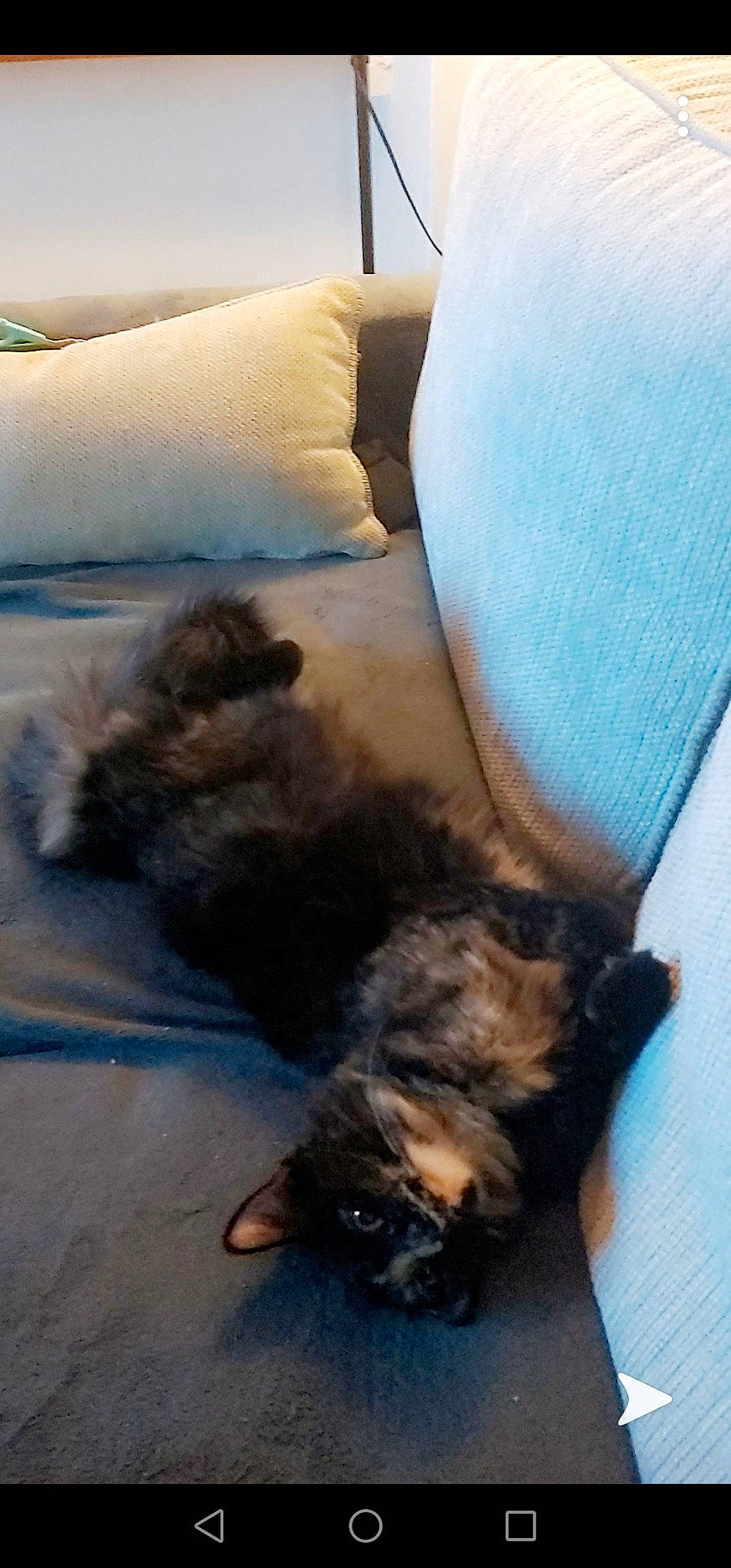 Channel participe au concours pour gagner de l'argent avec cette photo : cairn_terrier, canidae, carnivore, dog, dog_breed, puppy, yorkshire_terrier