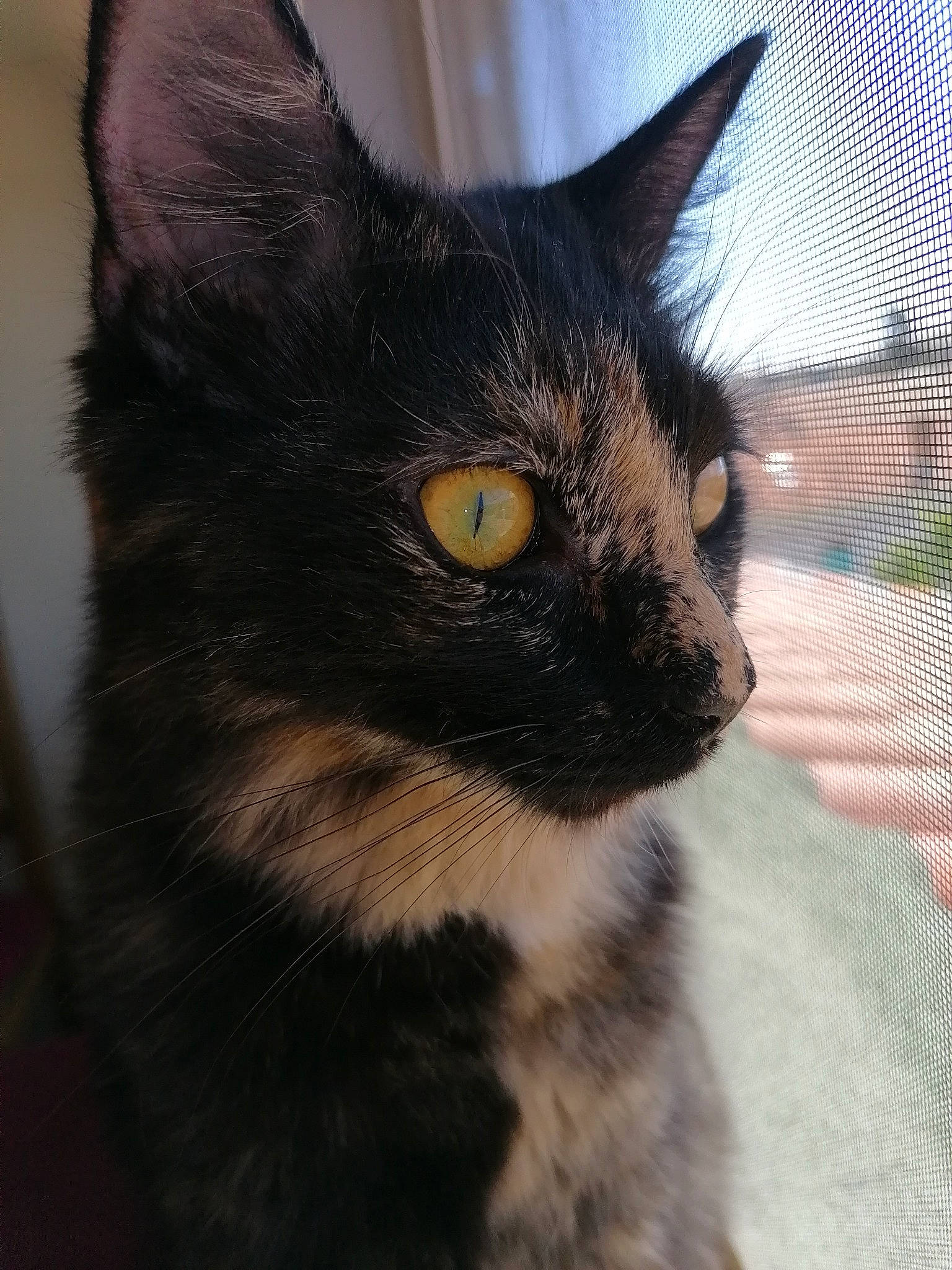 Channel a rejoint le concours — aidez-le/la à gagner de superbes lots ! asian, black_cat, carnivore, cat, domestic_short_haired_cat, ear, european_shorthair, eye, felidae, fur, german_rex, iris, kitten, mammal, small_to_medium_sized_cats, snout, whiskers