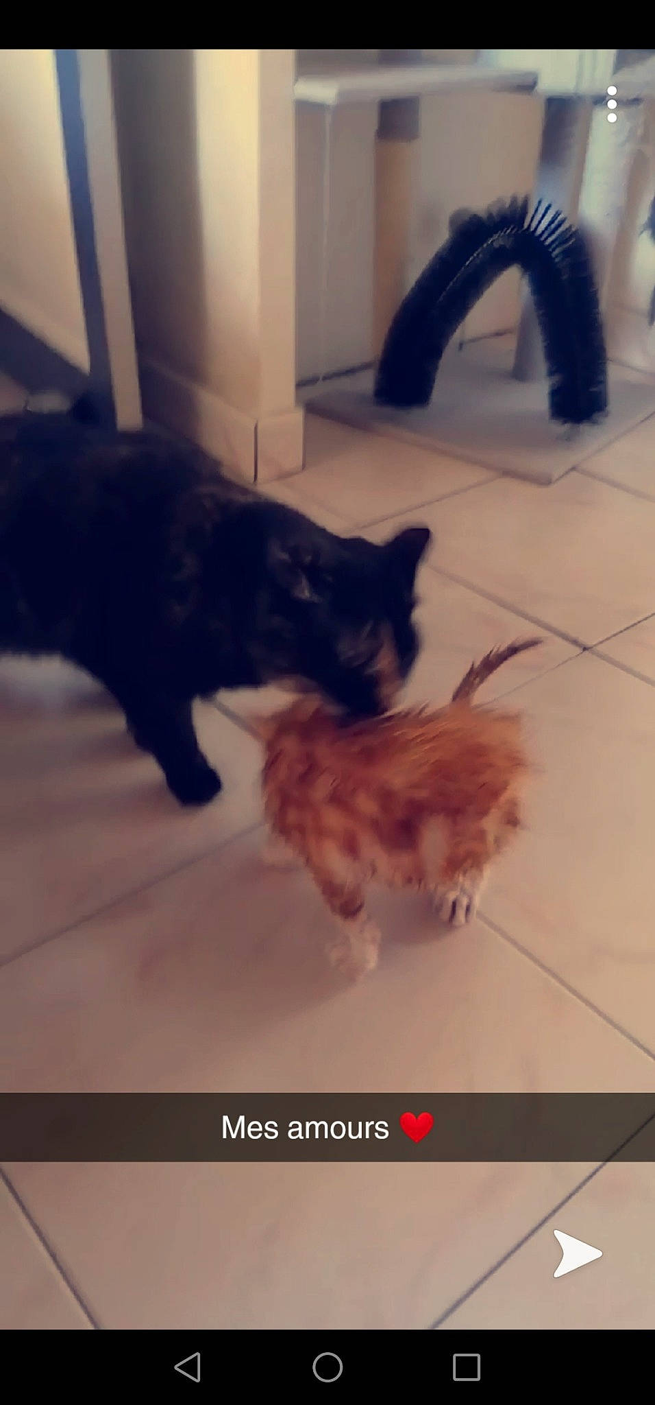 Neggets participe au concours pour gagner de l'argent avec cette photo : black_cat, canidae, carnivore, cat, fawn, felidae, fur, kitten, maine_coon, persian, photo_caption, small_to_medium_sized_cats, tail, whiskers