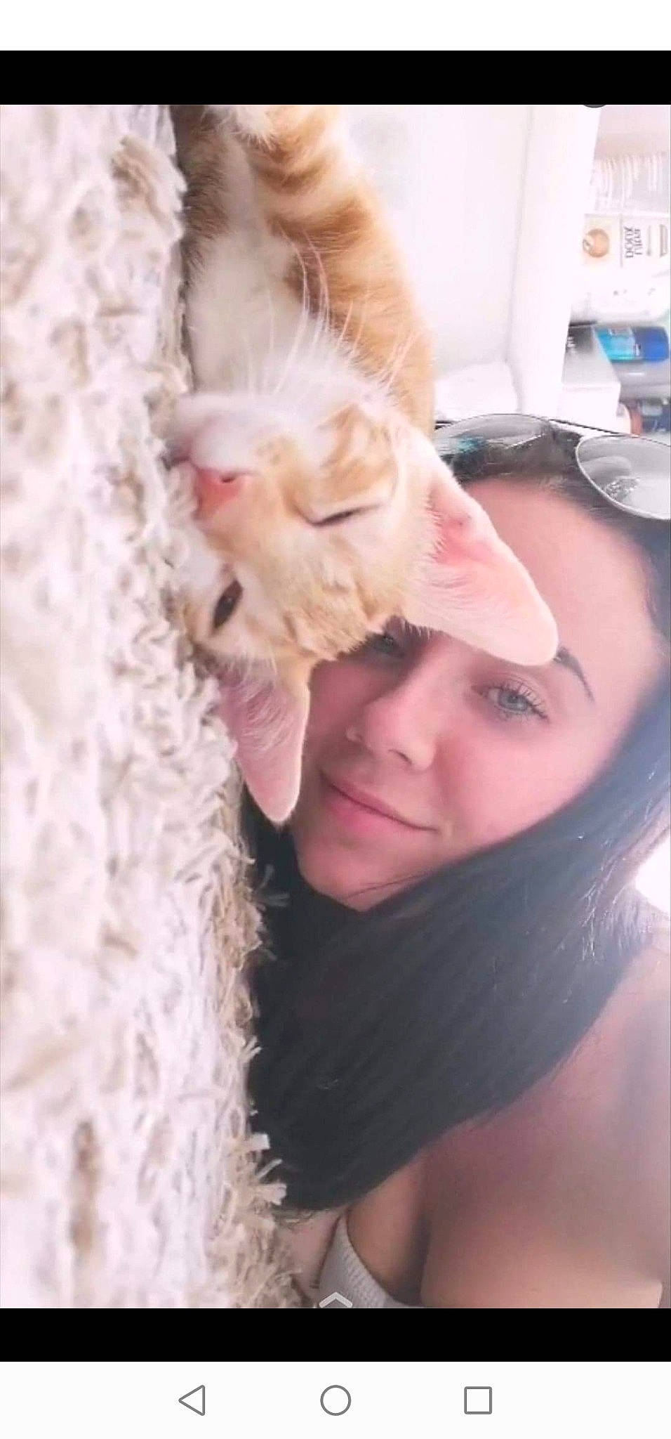 Neggets a rejoint le concours — aidez-le/la à gagner de superbes lots ! blond, cat, cheek, ear, eye, face, fawn, felidae, fur, hair, head, kitten, long_hair, mouth, neck, nose, selfie, skin, small_to_medium_sized_cats, whiskers