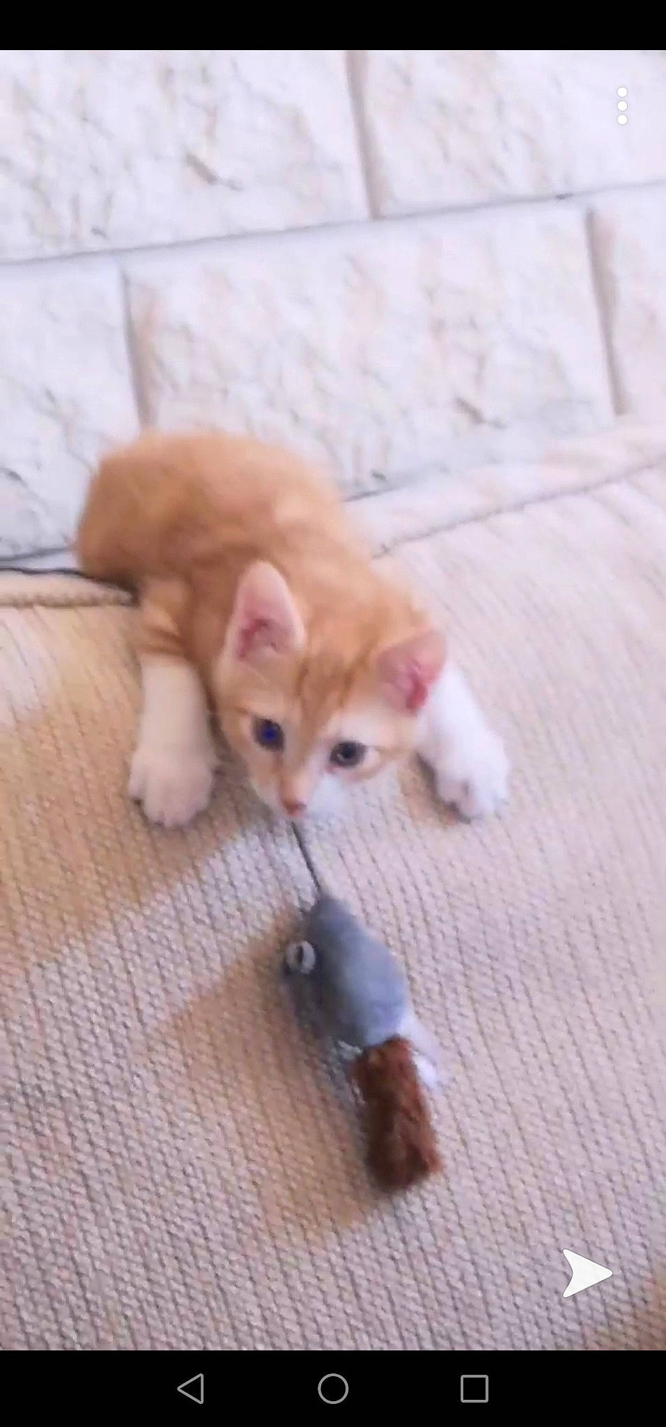 Neggets a rejoint le concours — aidez-le/la à gagner de superbes lots ! carnivore, cat, domestic_short_haired_cat, fawn, felidae, german_rex, kitten, mammal, munchkin, paw, polydactyl_cat, skin, small_to_medium_sized_cats, tail, whiskers