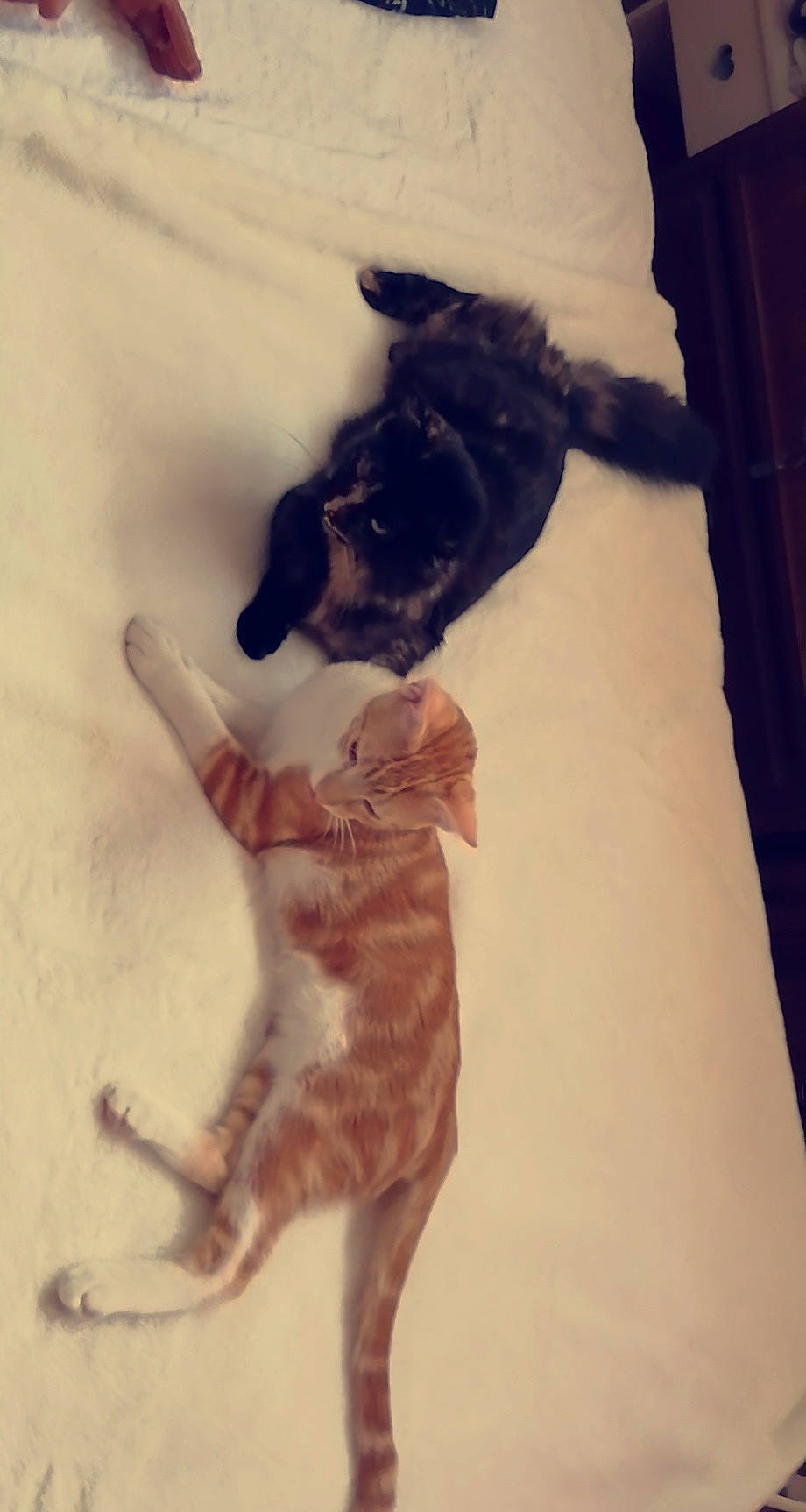 Neggets participe au concours pour gagner de l'argent avec cette photo : canidae, carnivore, cat, dog, dog_breed, felidae, kitten, lurcher, puppy, sporting_group, tail