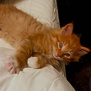 Richard Parker is registered to the contest to win money with this photo: kitten, cat, orange_cat, ginger_cat, pet, fur, bed, bedding, white_sheet, paw, pink_paws, cute, sleepy, lying_down, indoor, close_up, portrait, feline, whiskers, eye