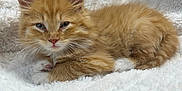 Richard Parker is registered to the contest to win money with this photo: kitten, cat, orange_cat, ginger_kitten, pet, feline, fur, fluffy, white_blanket, blanket, paws, whiskers, ears, sleepy, cute, cozy, resting, portrait, closeup, indoor