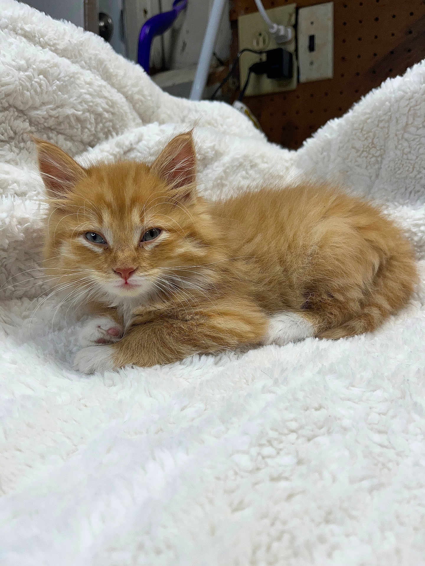 Richard Parker is registered to the contest to win money with this photo: kitten, cat, orange_cat, ginger_kitten, pet, feline, fur, fluffy, white_blanket, blanket, paws, whiskers, ears, sleepy, cute, cozy, resting, portrait, closeup, indoor
