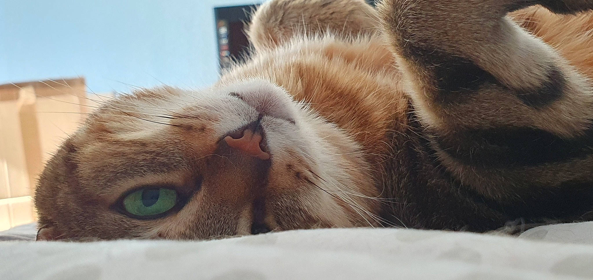 Leia a rejoint le concours — aidez-le/la à gagner de superbes lots ! carnivore, cat, close_up, ear, european_shorthair, eye, fawn, felidae, fur, kitten, nose, photography, small_to_medium_sized_cats, snout, tabby_cat, whiskers, wildlife