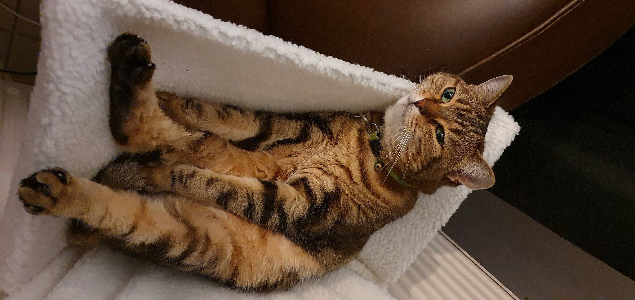 Leia participe au concours pour gagner de l'argent avec cette photo : american_shorthair, asian, carnivore, cat, domestic_short_haired_cat, dragon_li, european_shorthair, fawn, felidae, fur, german_rex, kitten, oriental_longhair, pixie_bob, small_to_medium_sized_cats, somali, tabby_cat, whiskers