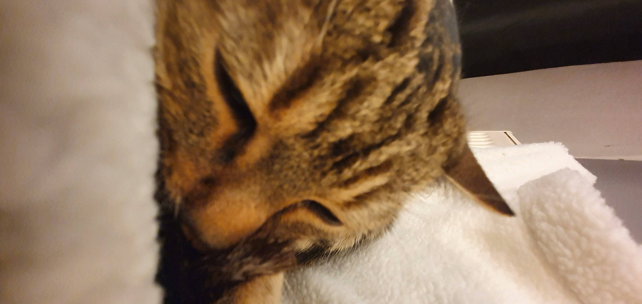 Leia a rejoint le concours — aidez-le/la à gagner de superbes lots ! carnivore, cat, chausie, domestic_short_haired_cat, dragon_li, ear, european_shorthair, felidae, fur, norwegian_forest_cat, small_to_medium_sized_cats, snout, tabby_cat, tail, whiskers