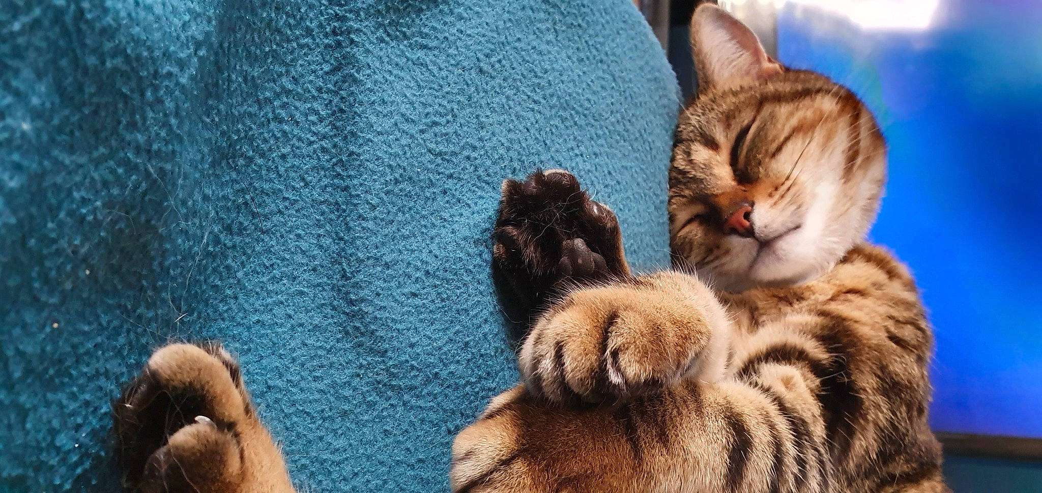 Leia participe au concours pour gagner de l'argent avec cette photo : aegean_cat, american_shorthair, asian, california_spangled, carnivore, cat, claw, domestic_short_haired_cat, dragon_li, european_shorthair, felidae, fur, kitten, mammal, paw, pixie_bob, polydactyl_cat, small_to_medium_sized_cats, tabby_cat, whiskers