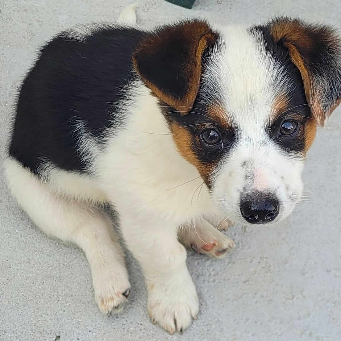 Buddy a rejoint le concours — aidez-le/la à gagner de superbes lots ! puppy, dog, young, sitting, black_and_white, brown, cute, pet, animal, looking_up, fur, outdoor, concrete, small, ears, nose, eyes, adorable, paw, canine