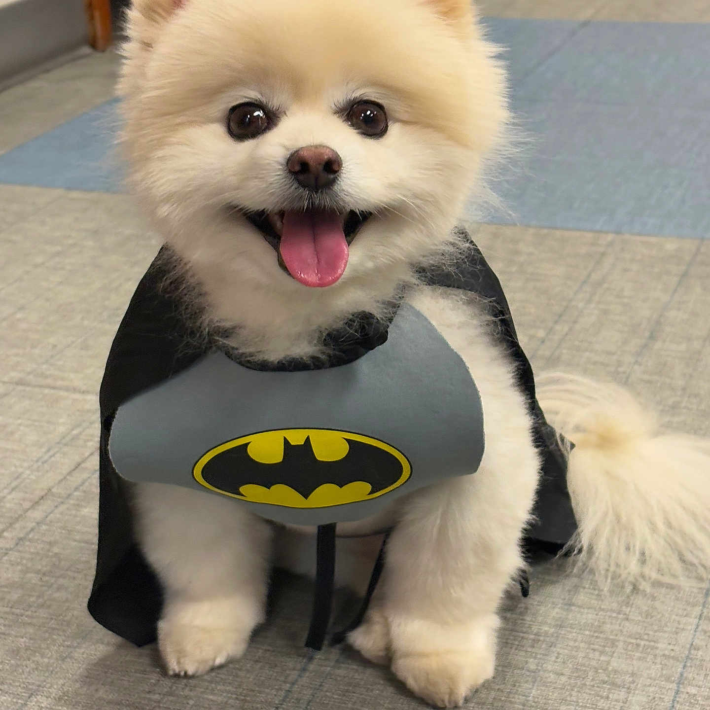 Charlie joined the competition — help win amazing prizes! dog, pomeranian, costume, batman, cape, pet, happy, tongue_out, indoor, floor, tile, cute, fluffy, smiling, animal, small_dog, fur, posing, front_view, domestic_animal