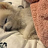Charlie joined the competition — help win amazing prizes! dog, sleeping, blanket, bed, cozy, fluffy, pet, resting, cute, fur, snuggled, indoor, comfort, relaxed, white, pink, animal, canine, soft, nap