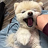 dog, puppy, fluffy, cream_colored, open_mouth, yawning, playing, bite, human_hand, blanket, indoor, wooden_floor, cute, pet, animal, fur, happy, domestic_animal, companion, smiling