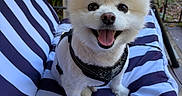 Charlie is registered to the contest to win money with this photo: dog, small_dog, white_dog, smiling, happy, pet, outdoor, cushion, striped_cushion, seat, harness, fur, animal, cute, friendly, portrait, closeup, garden, sunlight, chair