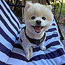 dog, small_dog, white_dog, smiling, happy, pet, outdoor, cushion, striped_cushion, seat, harness, fur, animal, cute, friendly, portrait, closeup, garden, sunlight, chair