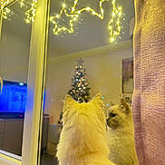 Beau is registered to the contest to win money with this photo: cat, reflection, window, fairy_lights, star_lights, christmas_tree, holiday_decor, indoor, night, curtain, fluffy_cat, pet, festive, warm_lighting, decorations, cozy, home, animal, looking, soft_focus