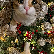 Bonnie Lou is registered to the contest to win money with this photo: cat, christmas_tree, ornaments, holiday, festive, red_berries, greenery, sparkle, decorations, pet, curious, close_up, animal, white_paw, tabby, indoors, seasonal, cute, feline, celebration