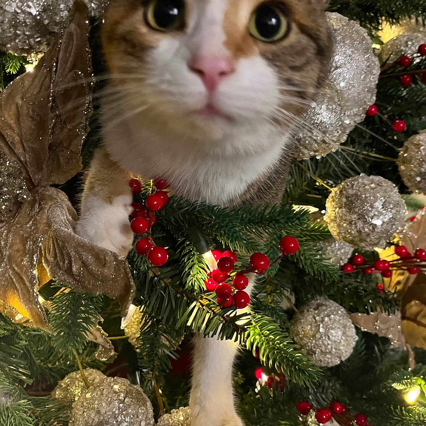Bonnie Lou is registered to the contest to win money with this photo: animal, cat, celebration, christmas_tree, close_up, curious, cute, decorations, feline, festive, greenery, holiday, indoors, ornaments, pet, red_berries, seasonal, sparkle, tabby, white_paw