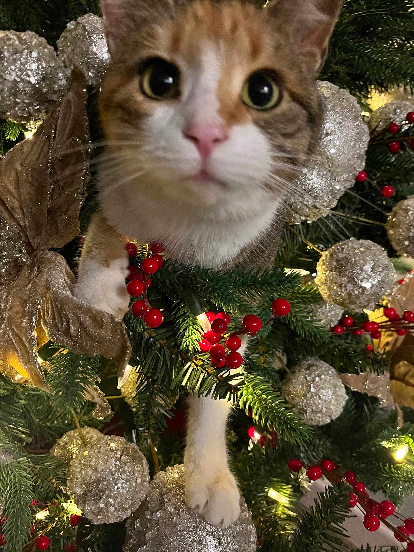 Bonnie Lou is registered to the contest to win money with this photo: cat, christmas_tree, ornaments, holiday, festive, red_berries, greenery, sparkle, decorations, pet, curious, close_up, animal, white_paw, tabby, indoors, seasonal, cute, feline, celebration