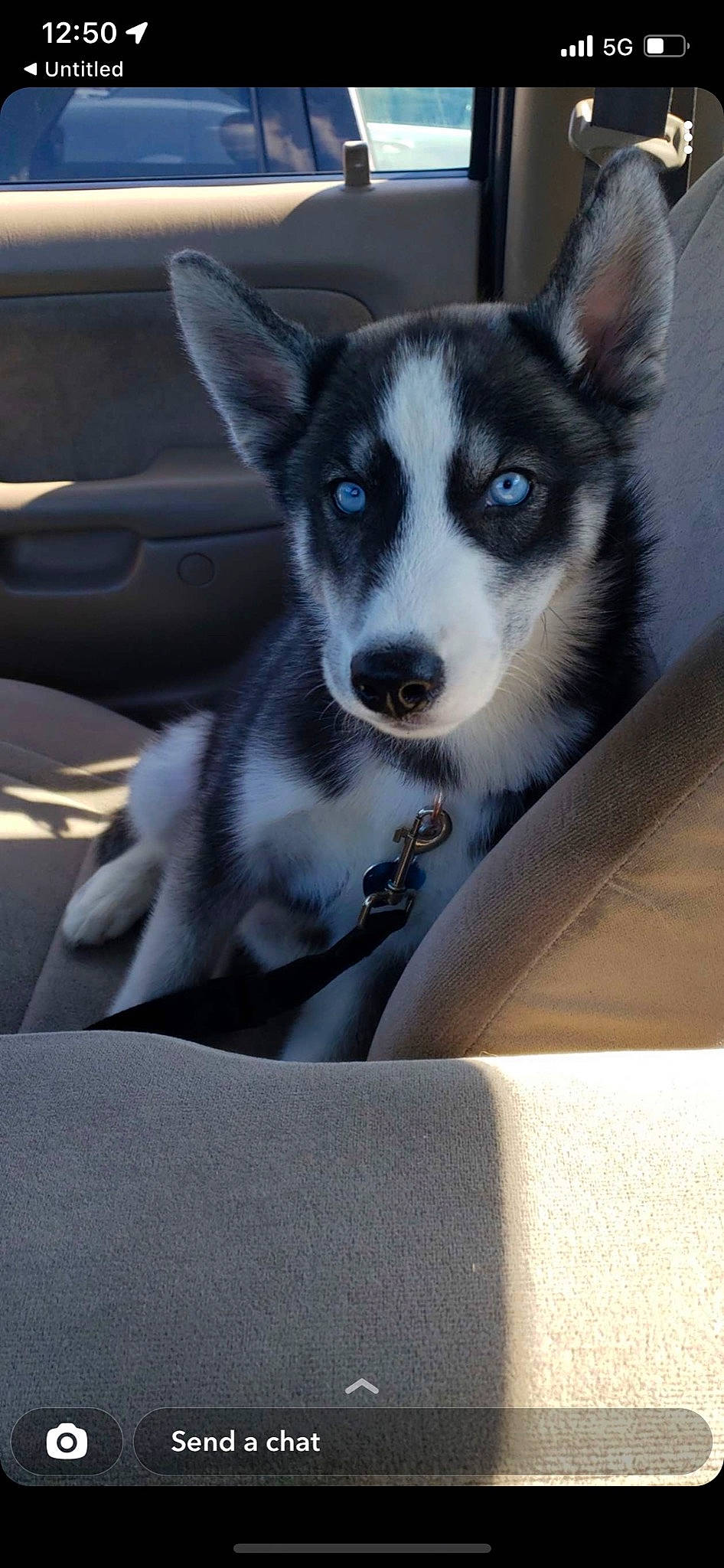 Luna joined the competition — help win amazing prizes! auto_part, automotive_exterior, car, carnivore, companion_dog, dog, dog_breed, door, fixture, fur, hood, snout, sporting_group, tail, terrestrial_animal, vehicle, vehicle_door, whiskers, window, windshield