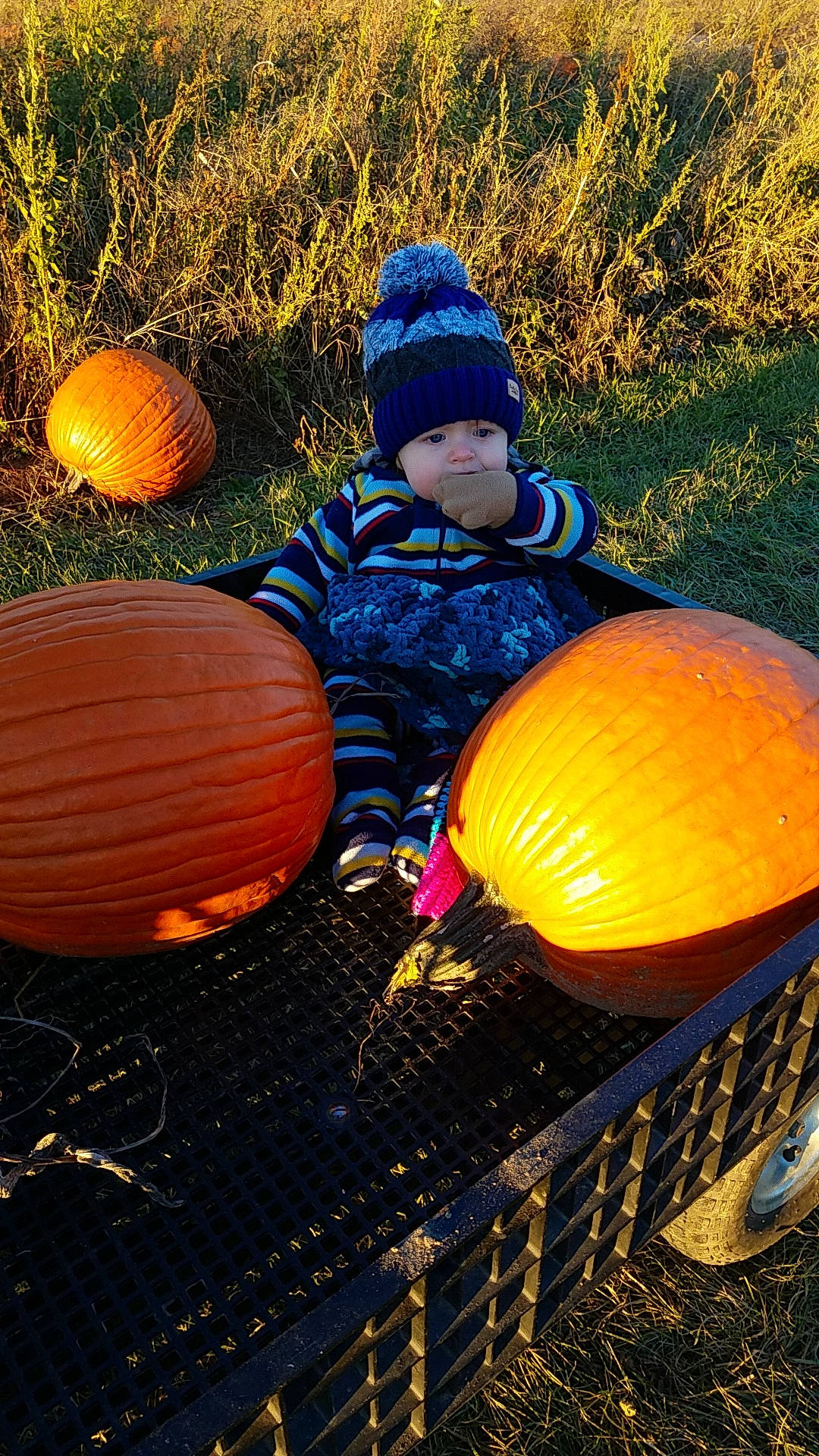 Wesson joined the competition — help win amazing prizes! calabaza, cucurbita, fun, grass, halloween, orange, person, plant, play, pumpkin, recreation, sunlight, tree, water, yellow