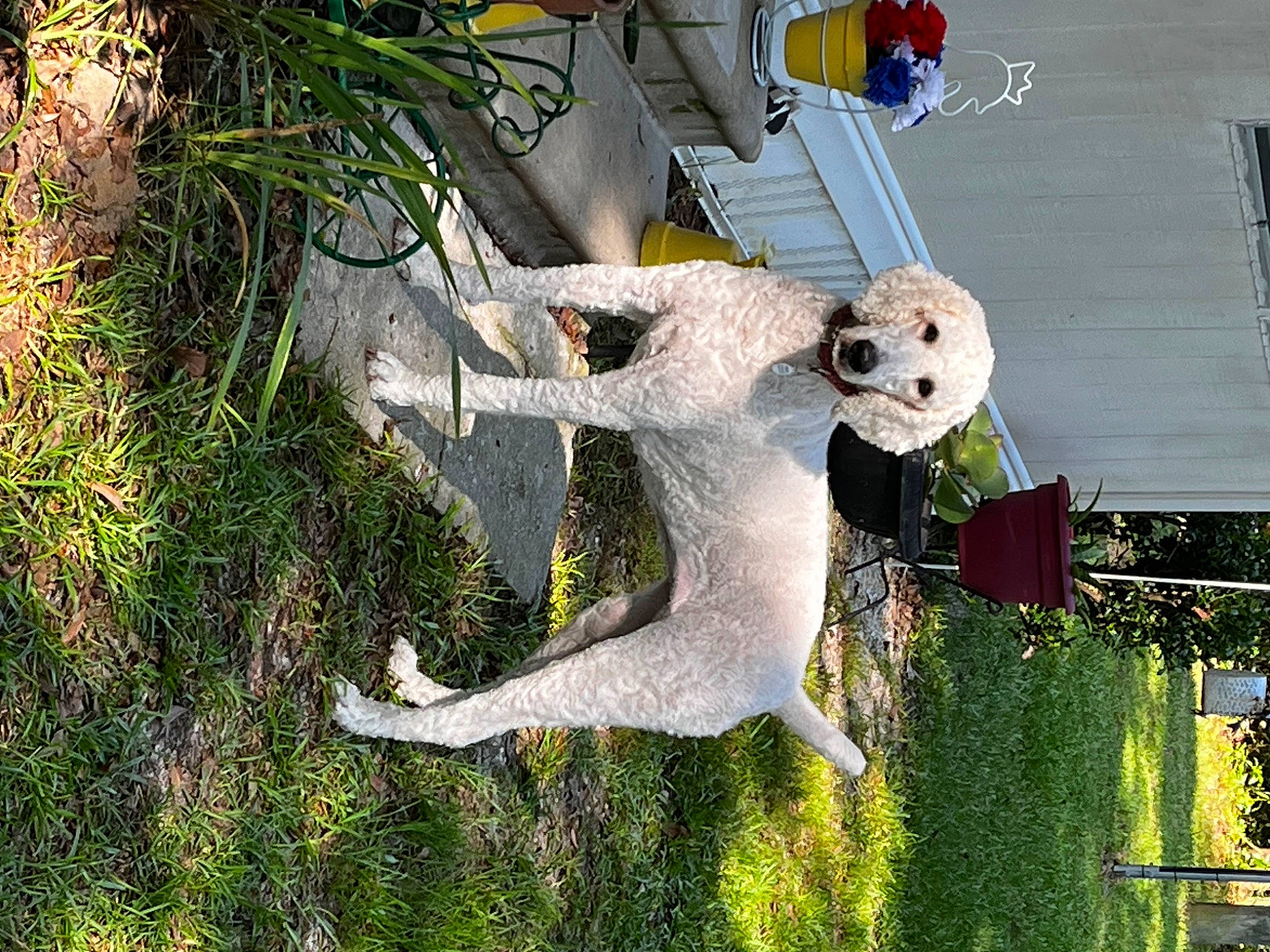 Bailey is registered to the contest to win money with this photo: art, event, garden, grass, groundcover, happy, house, landscape, lawn_ornament, leisure, plant, pole, sculpture, shrub, tree, urban_design, yard