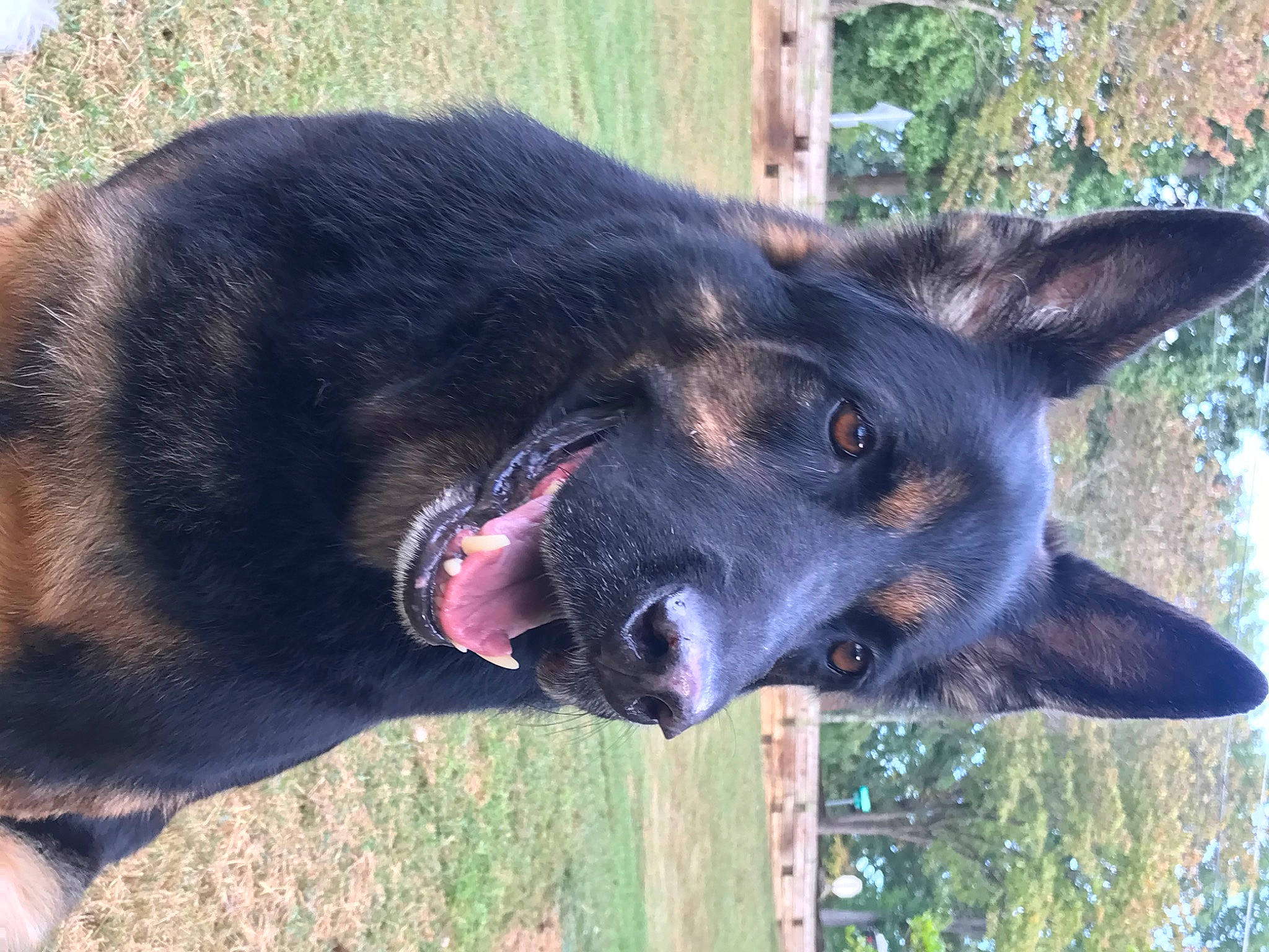 Diesel joined the competition — help win amazing prizes! biting, canidae, carnivore, collar, dog, dog_breed, dog_supply, east_european_shepherd, fawn, guard_dog, herding_dog, old_german_shepherd_dog, pet_supply, plant, snout, sporting_group, terrestrial_animal, tree, working_animal, working_dog