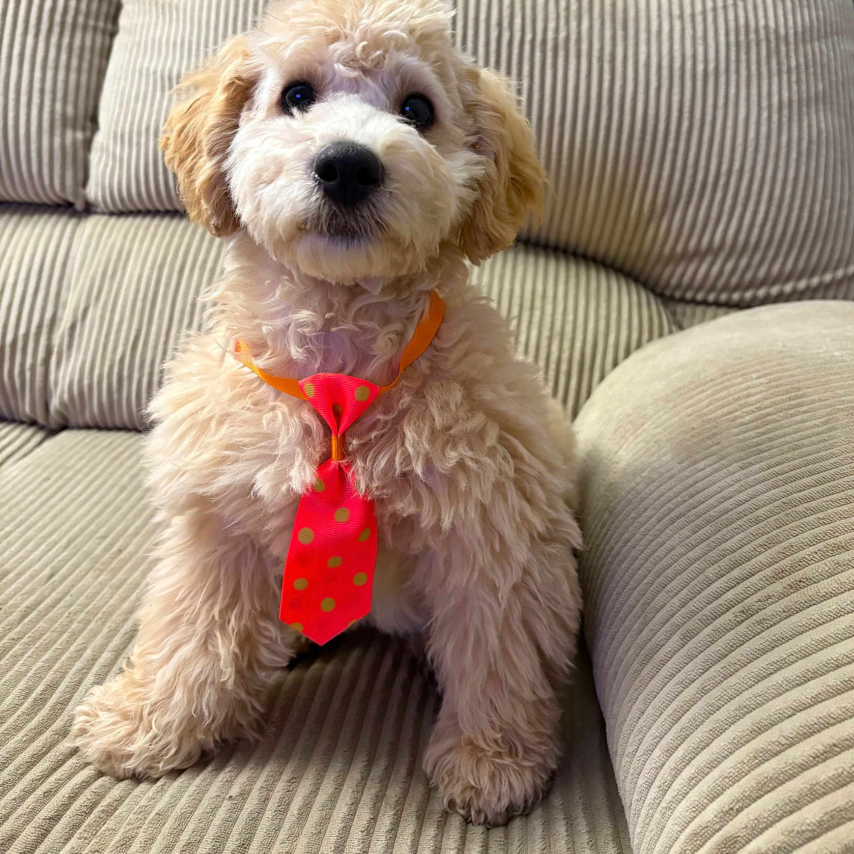 Kobe is registered to the contest to win money with this photo: accessories, animal, bowtie, canine, chair, couch, cushion, dog, formalwear, furniture, homedecor, indoors, interiordesign, necktie, pet, poodle, puppy, terrier, tie, whitedog