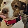 dog, canine, close_up, white_fur, brown_patches, pink_collar, black_collar, nose, tongue, eye, floppy_ear, pet, indoor, portrait, animal, furry, cute, curious, cozy, couch