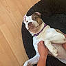 dog, pit_bull, brown_and_white, lying_down, belly_up, relaxed, pet, collar, purple_collar, tummy_rub, human_hand, indoor, wooden_floor, black_bed, fluffy_bed, close_up, portrait, playful, happy, companion_animal