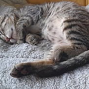 Mimine a rejoint le concours — aidez-le/la à gagner de superbes lots ! kitten, cat, sleeping, tabby, fur, paw, tail, blanket, cozy, resting, cute, pet, animal, indoor, soft, feline, nap, relaxation, young, domestic