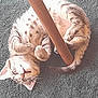 Mimine participe au concours pour gagner de l'argent avec cette photo : cat, tabby, carpet, wooden_leg, playful, pet, fur, whiskers, paws, curled, indoor, animal, cute, relaxed, green, texture, floor, looking, lying_down, domestic