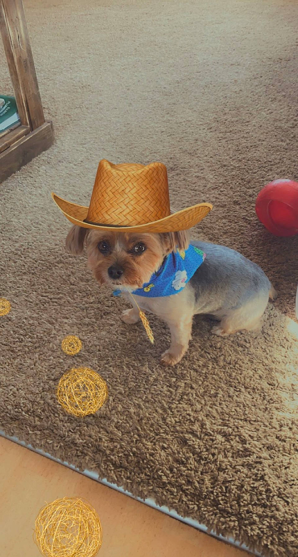 Murphy joined the competition — help win amazing prizes! carnivore, companion_dog, costume_hat, cowboy_hat, dog, dog_breed, fawn, fedora, floor, flooring, glasses, hardwood, hat, pet_supply, snout, sun_hat, sunglasses, toy_dog, wood, working_animal