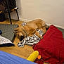 dog, sleeping, blanket, floor, plush_toy, wooden_floor, indoor, table, fabric, red_blanket, brown_dog, cozy, resting, pet, fur, quiet, home, relaxation, comfort, animal