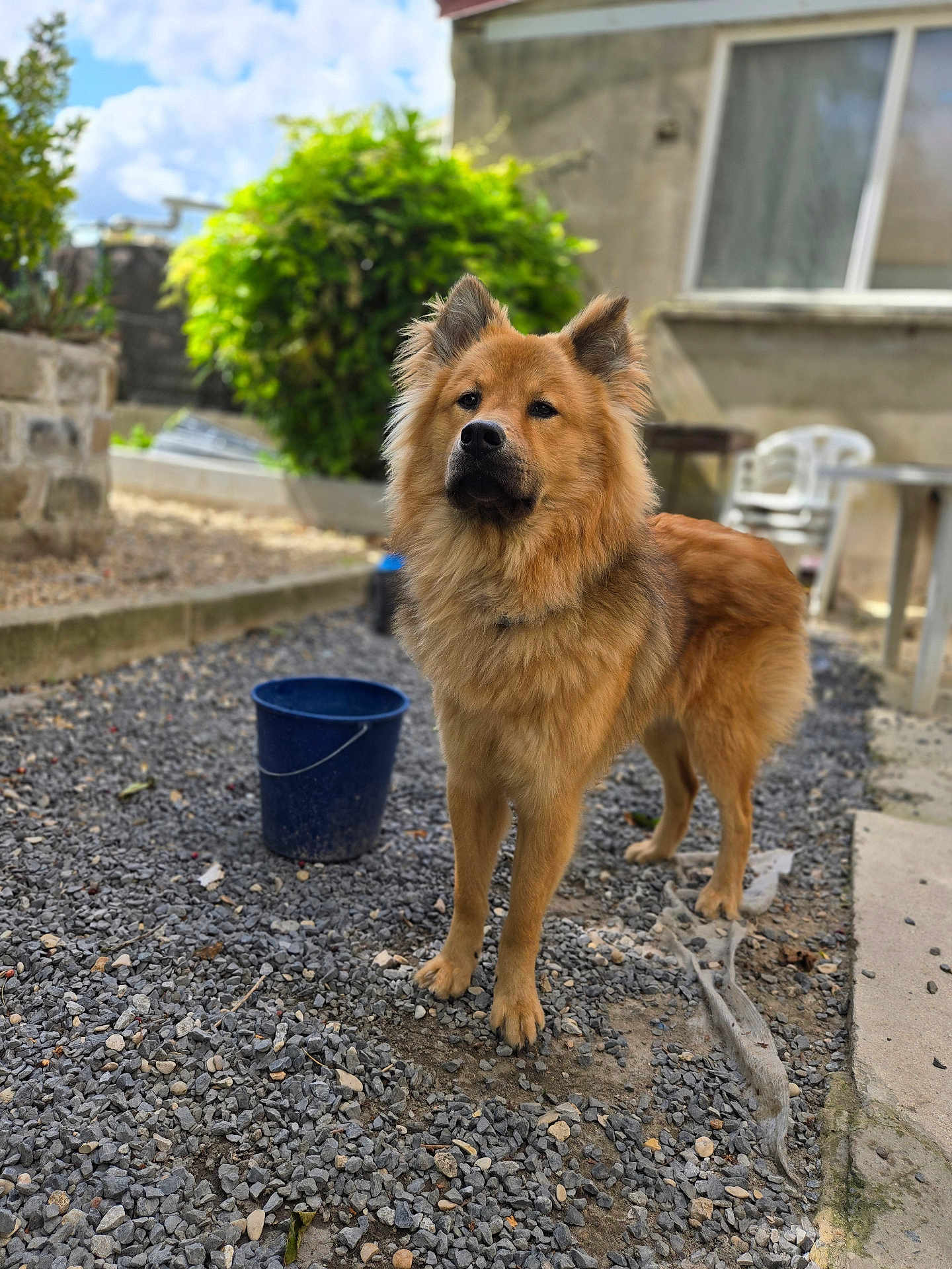Yoshi participe au concours pour gagner de l'argent avec cette photo : dog, fluffy, brown_fur, standing, gravel, bucket, outdoor, garden, bush, house, window, backyard, pet, animal, canine, daylight, fence, ear, face, fur
