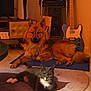 dog, cat, indoor, rug, mat, guitar, stereo_system, furniture, floor, pet, animal, relaxed, cozy, warm_lighting, brown_dog, gray_cat, living_room, electronic, wood_floor, resting
