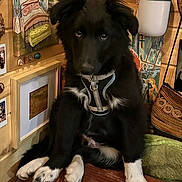 Odin is registered to the contest to win money with this photo: bag, black_and_white, cozy, cute, decor, dog, expression, fur, furniture, homedecor, indoor, leash, looking_up, painting, pet, photo_frame, puppy, sitting, texture, wooden_wall