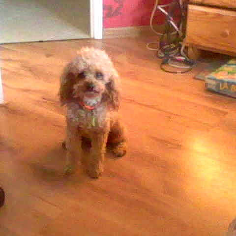 Bobby a rejoint le concours — aidez-le/la à gagner de superbes lots !