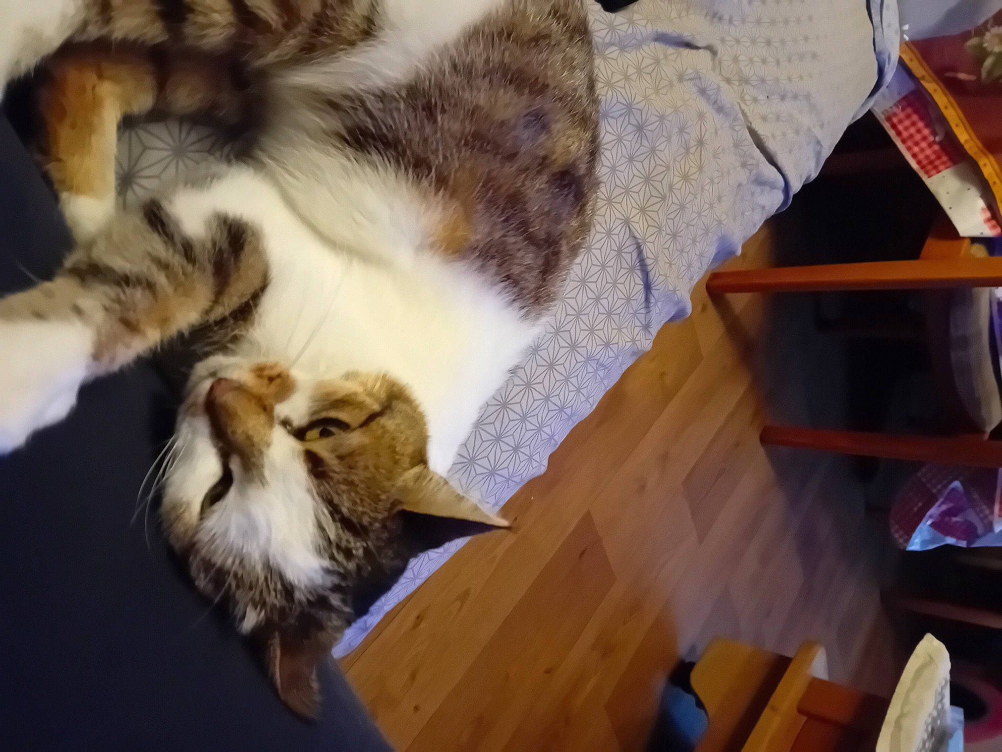 Fifille a rejoint le concours — aidez-le/la à gagner de superbes lots ! bird, carnivore, cat, claw, comfort, companion_dog, domestic_short_haired_cat, fawn, felidae, flooring, fur, hardwood, paw, room, small_to_medium_sized_cats, snout, tail, textile, whiskers, wood