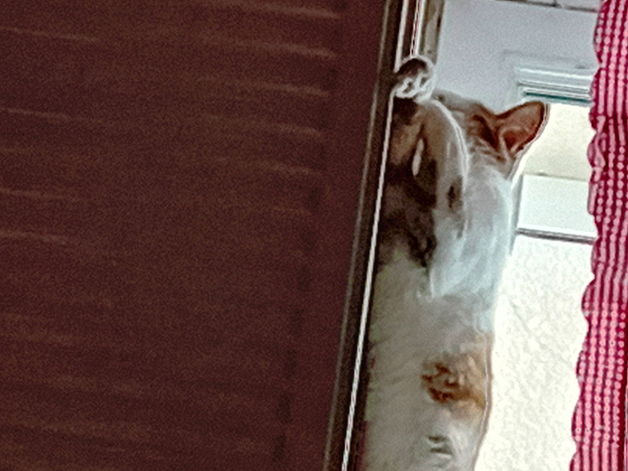 Fifille a rejoint le concours — aidez-le/la à gagner de superbes lots ! brown, carnivore, cat, companion_dog, curtain, domestic_short_haired_cat, fawn, felidae, flooring, fur, hardwood, metal, pattern, plywood, room, small_to_medium_sized_cats, tail, whiskers, wood, wood_stain