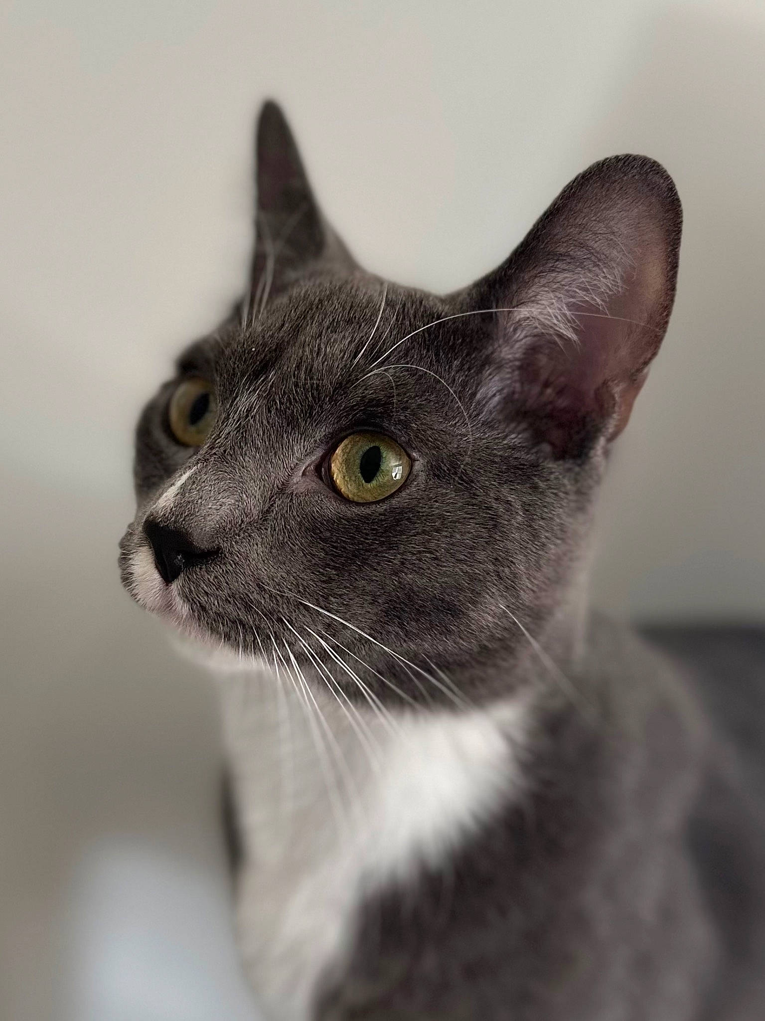 Cj joined the competition — help win amazing prizes! carnivore, cat, domestic_short_haired_cat, eye, felidae, fur, grey, head, monochrome, monochrome_photography, small_to_medium_sized_cats, snout, terrestrial_animal, whiskers, wildlife