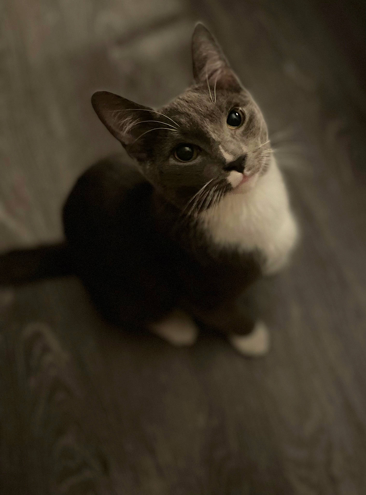Cj joined the competition — help win amazing prizes! carnivore, cat, darkness, domestic_short_haired_cat, fawn, felidae, flooring, fur, grey, hardwood, monochrome, monochrome_photography, paw, shadow, small_to_medium_sized_cats, still_life_photography, tail, whiskers, wood