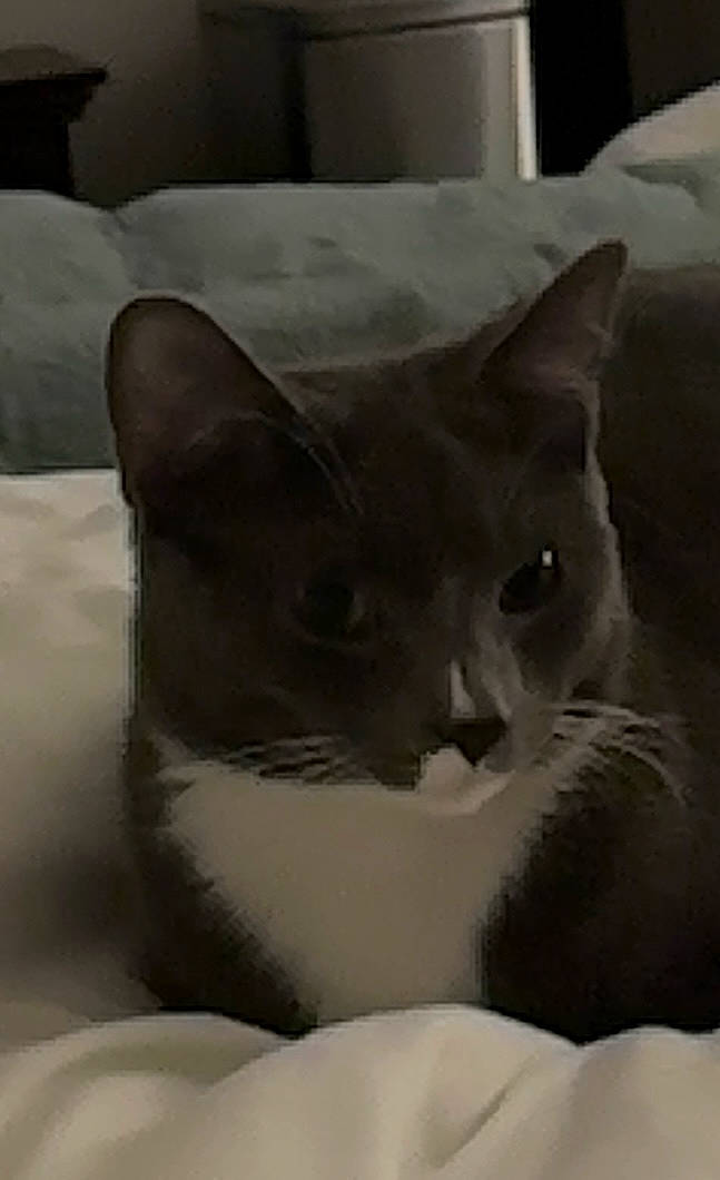 Cj is registered to the contest to win money with this photo: carnivore, cat, comfort, domestic_short_haired_cat, door, felidae, fur, grey, linens, monochrome, monochrome_photography, room, small_to_medium_sized_cats, snout, tail, whiskers, window