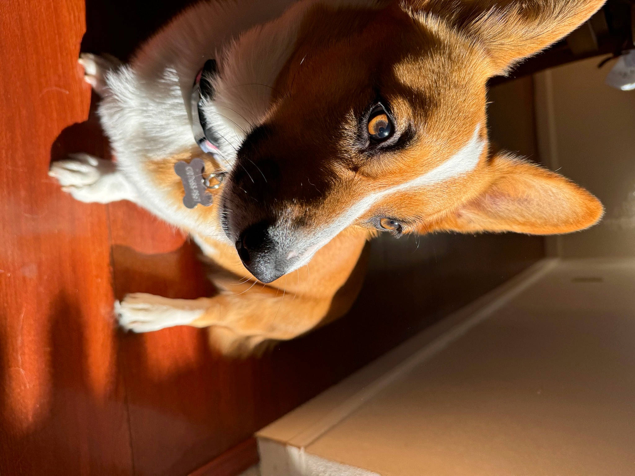 Ashley is registered to the contest to win money with this photo: canidae, carnivore, chihuahua, collar, companion_dog, dog, dog_breed, ear, fawn, fur, paw, snout, sporting_group, tail, terrestrial_animal, toy_dog, whiskers, window, wood, working_animal