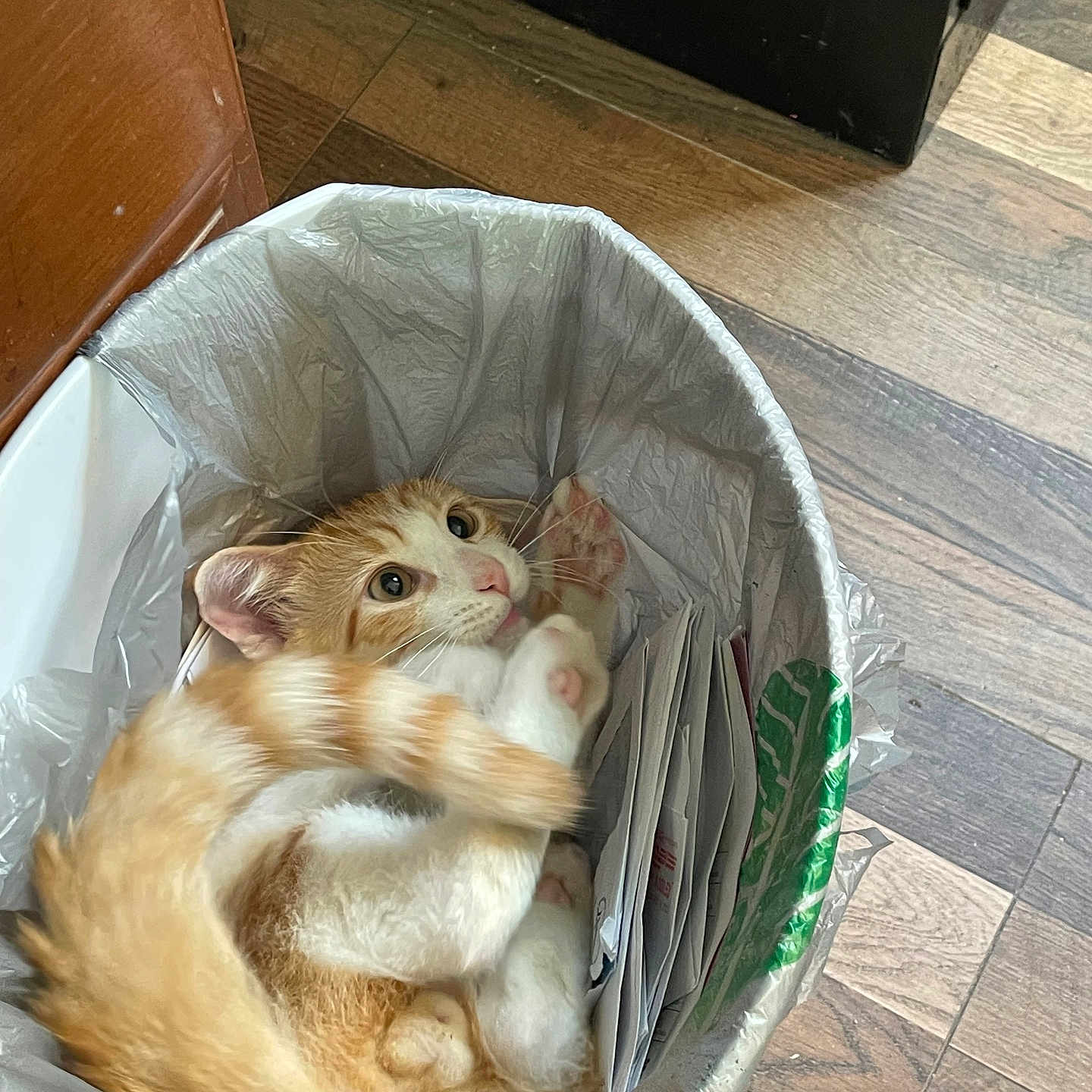 Gail Hale joined the competition — help win amazing prizes! animal, cat, cozy, curious, cute, ears, floor, indoor, orange_cat, papers, paw, pet, plastic_bag, playful, relaxed, tail, trash_bin, whiskers, white_cat, wood_floor
