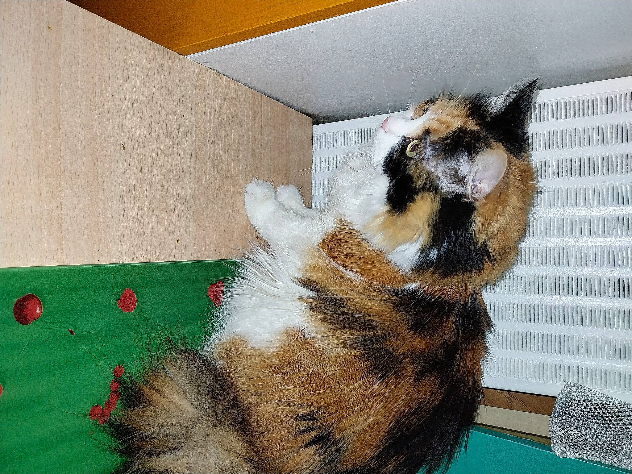 Luna a rejoint le concours — aidez-le/la à gagner de superbes lots ! animal_shelter, carnivore, cat, claw, dog_breed, domestic_short_haired_cat, door, felidae, flooring, fur, paw, room, small_to_medium_sized_cats, snout, tail, terrestrial_animal, whiskers