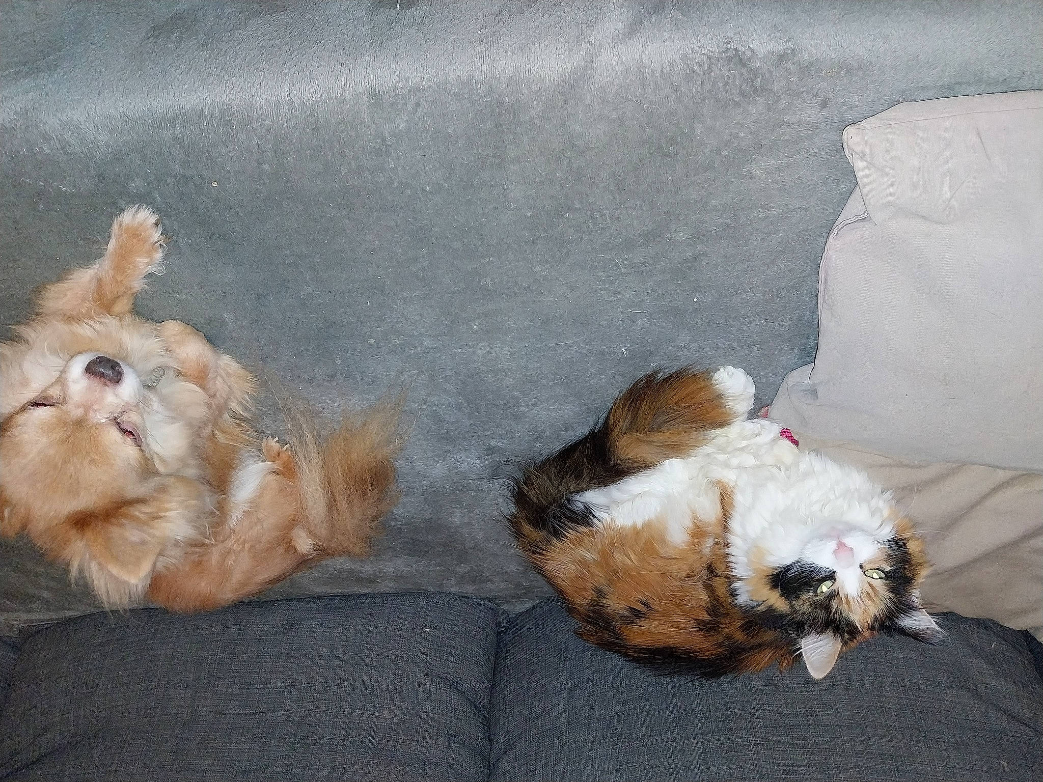 Luna a rejoint le concours — aidez-le/la à gagner de superbes lots ! canidae, carnivore, comfort, companion_dog, dog, dog_breed, dog_supply, fawn, felidae, fur, liver, paw, shih_tzu, snout, sporting_group, tail, terrestrial_animal, toy, toy_dog, whiskers