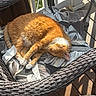 animal, cat, cozy, cushion, daylight, feline, orange_cat, outdoor, patterned_cushion, pet, porch, relaxation, resting, shadow, shoe, sleeping, sneaker, sunlight, wicker_chair, wooden_deck